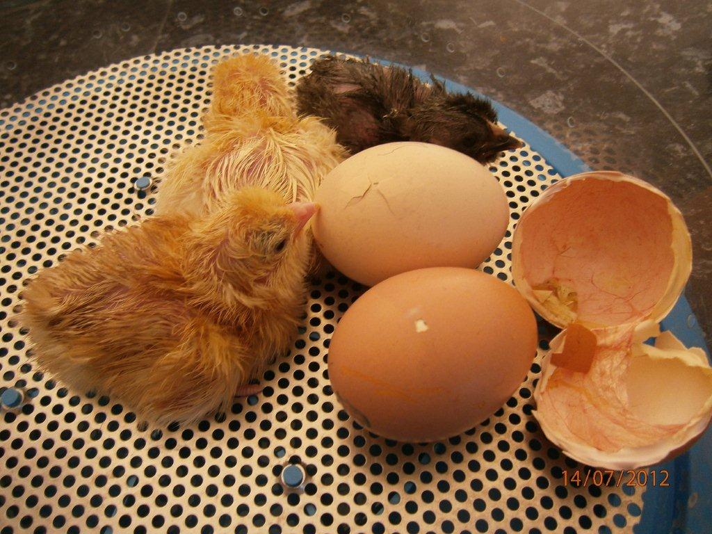 Henny Penny Hatching EducationHQ Henny penny hatching educationhq