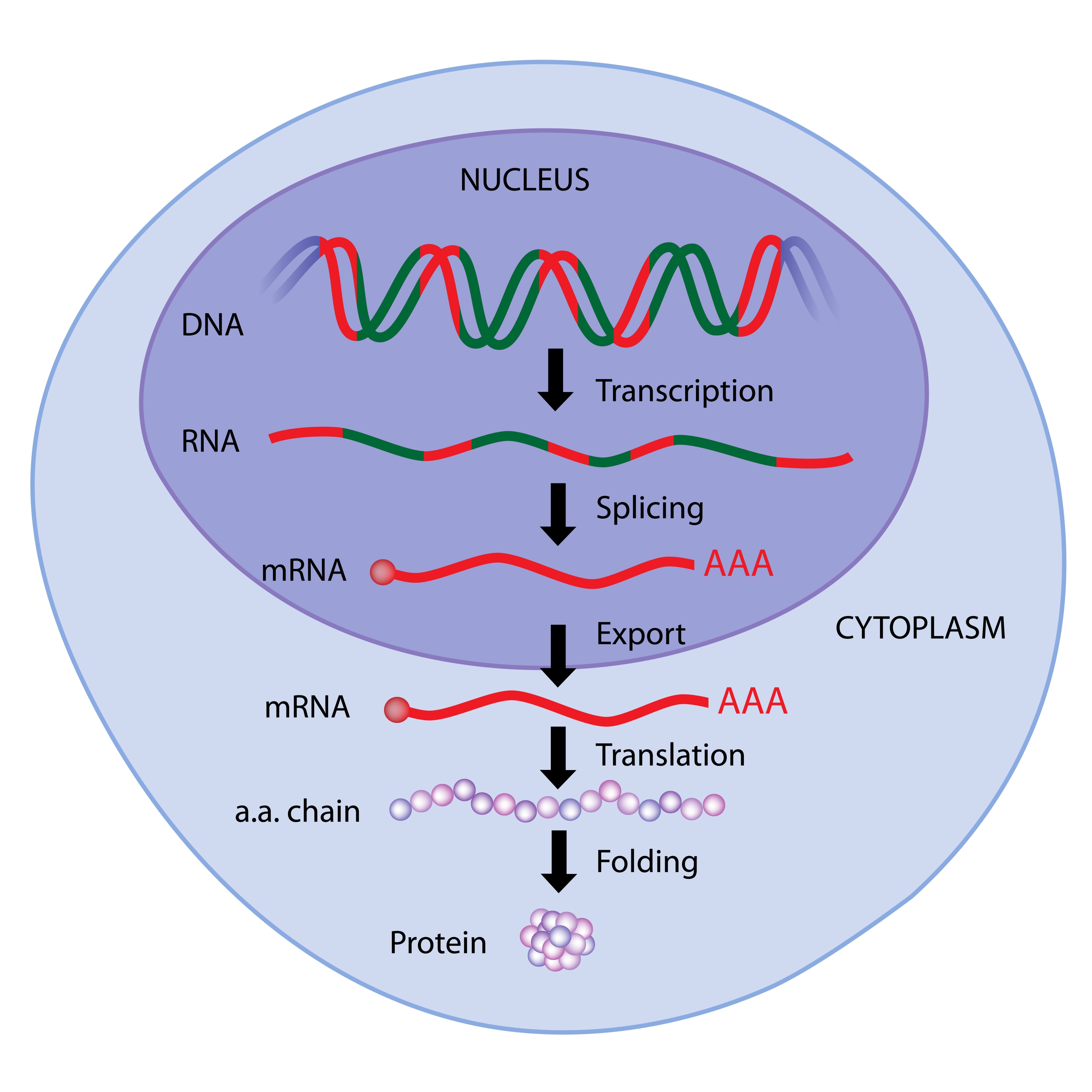 What Does The Term Gene Expression Mean